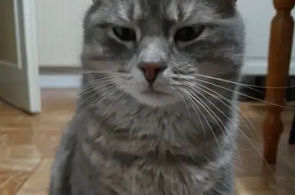 Chat perdu : Tigrou, tigré gris crème - photo