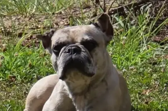 Missing dog Newton, photo: Lost Cream French Bulldog: Help Find Her!