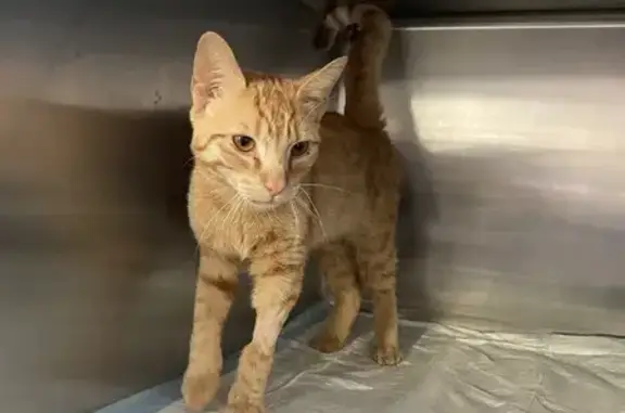 Chat trouvé , photo: Chat roux mâle non castré trouvé à Grimaud