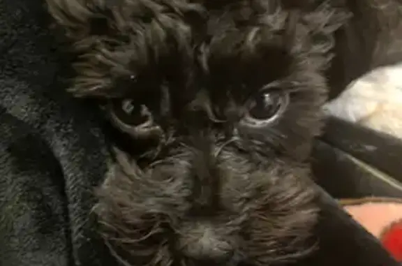 Lost pets Chicago, photo: Lost Shih Tzu: Friendly Camila on Damen Ave