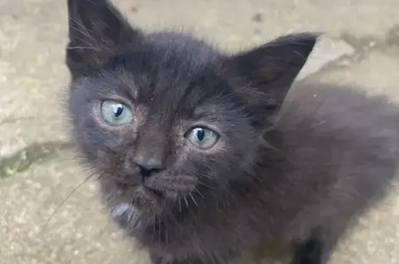Missing cat Columbus, photo: Lost Black Kitten: Green Eyes, Alkire Rd