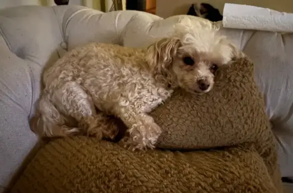 Lost Small Dog: Cream & Brown in Chicago