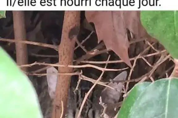 Chat trouvée à Nîmes, Occitanie - photo