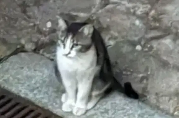 Chat tigré et blanc craintif à Angers - photo