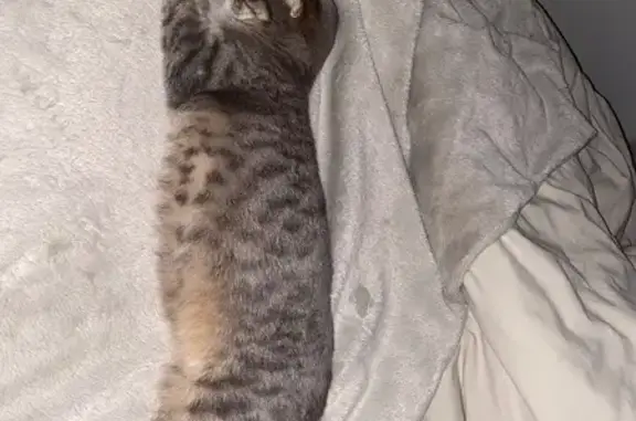 Animaux perdus Étalans, photo: Chatte perdue : Alaska, 2 ans, Étalans