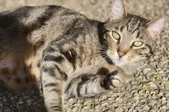 Chat Européen perdu à Millau - photo