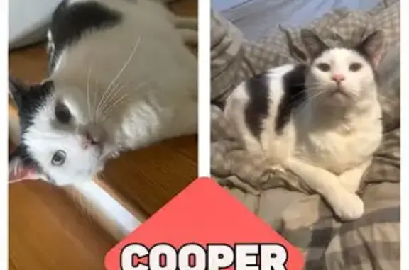 Lost Cat: White with Black Patch, Weymouth