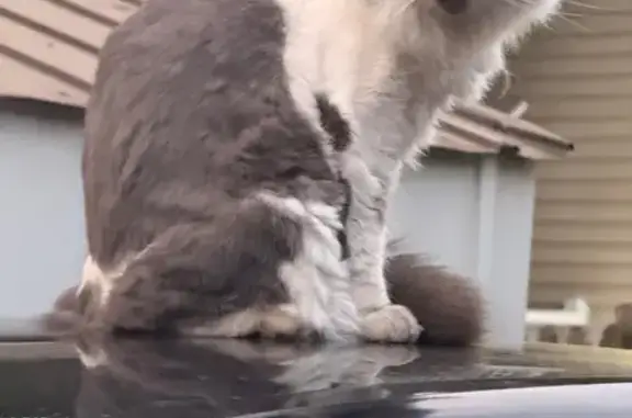 Lost Grey & White Cat, Leaf on Face