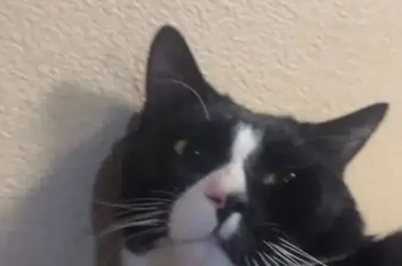 Lost and found pets Las Vegas, photo: Lost Cat: Slim, Half-Black Nose in Vegas