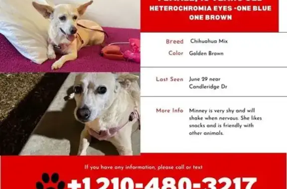 Lost pets San Antonio, photo: Lost Dog: Unique Eyes, Shy & Friendly