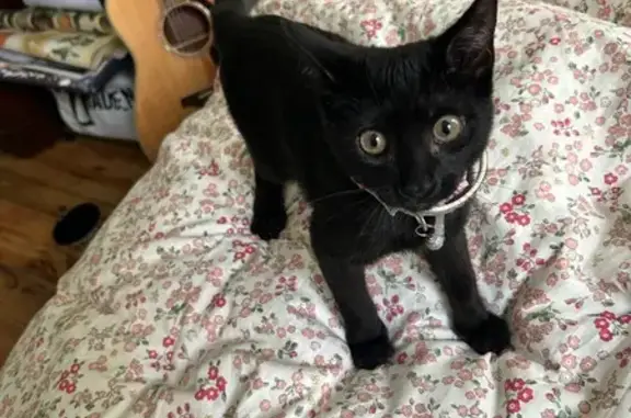 Found: Young Black Kitten on Hull St.