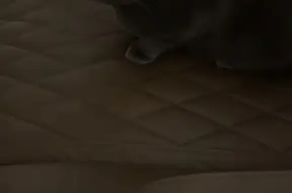 Lost Russian Blue Cat: Baloo in Montevallo