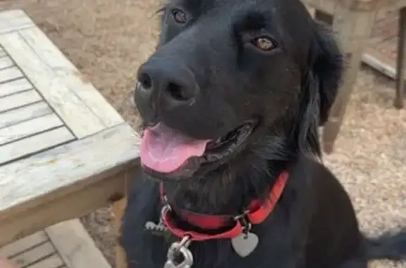 Lost Dog: Black with Red Collar in Aurora