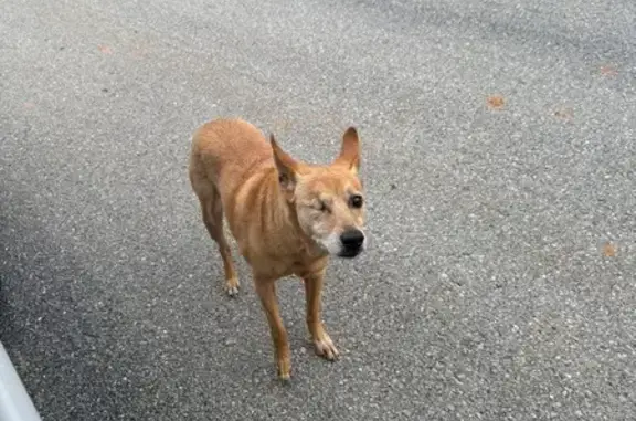 Missing dog Galena, photo: Lost Dog: One-Eyed Pup on Elm St