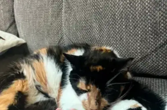 Lost Calico Cat: Extra Toes & Chopped Ear