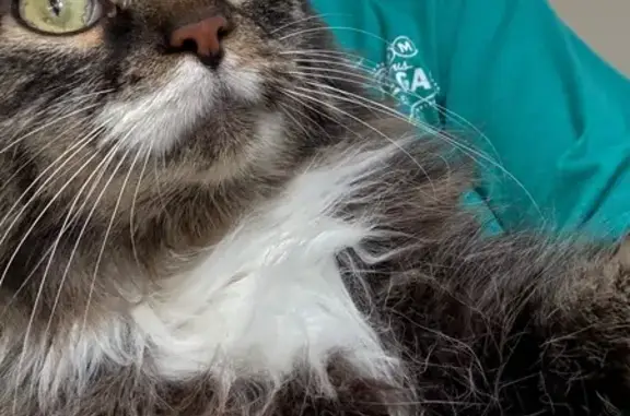 Missing cat Dearborn, photo: Lost Cat: Smokey with Snapped Ear
