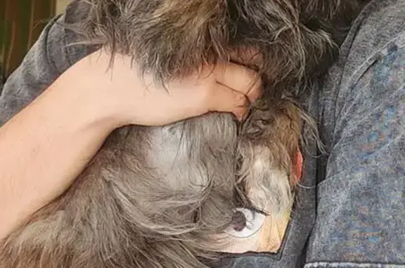 Lost Dog Pixie: Black, Brown & White Mix