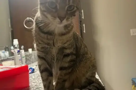 Lost: Brown Tabby with Unique Paws