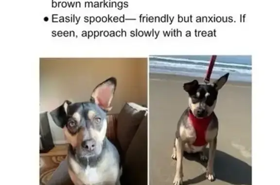Lost Dog Harper: Black & Tan, Cape Trail
