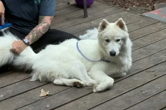 Found dog Fort Mill, photo: Found: All-White Dog on Banks Ridge Rd