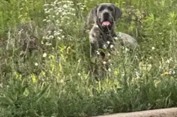 Found pets Tinley Park, photo: Missing Mastiff Mix in Tinley Park