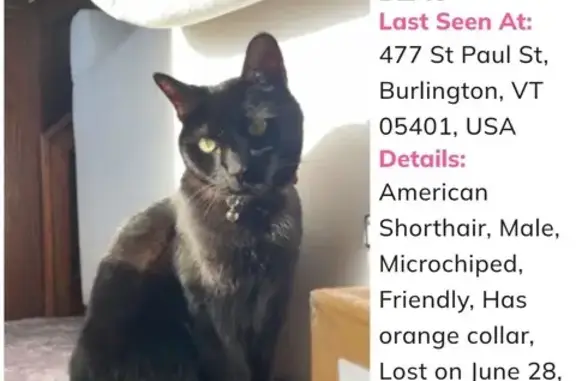Missing cat Burlington, photo: Missing Black Cat Beau in Burlington Area