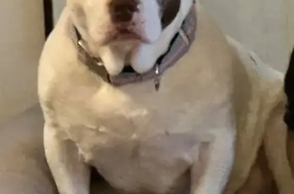Missing dog , photo: Help Find Stella: Lost Dog in Cherry Log
