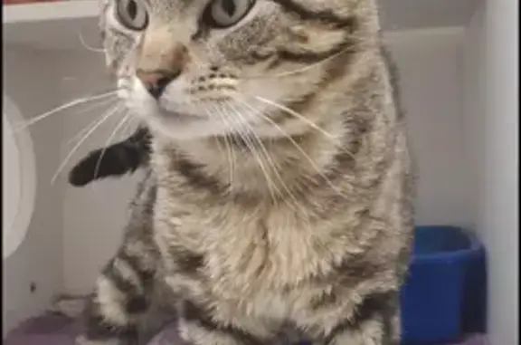 Lost Friendly Tabby Cat on Marston Rd