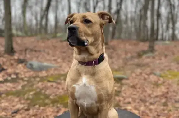 Lost Golden Dog: Charles St, Providence
