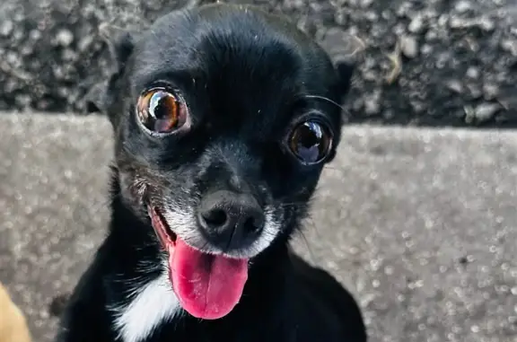 Lost Black Chihuahua - Naranja Area