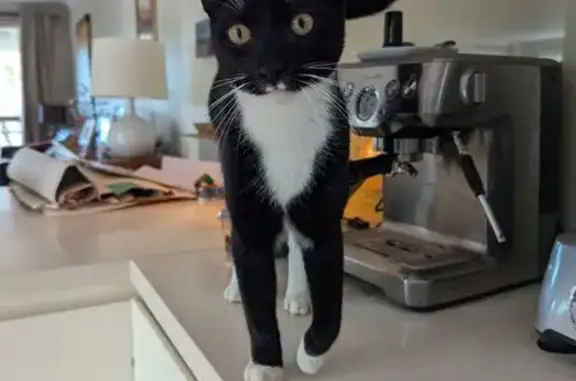 Missing cat Sydney, photo: Lost Cat: B&W Shorthair, Maxwell St