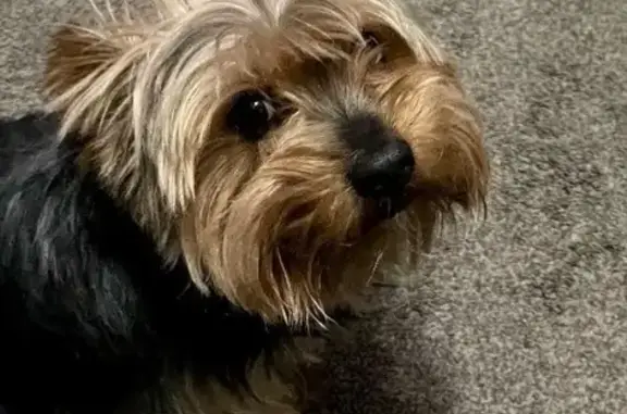 Missing dog Dayton, photo: Lost Golden Brown Yorker on Lynn Ave