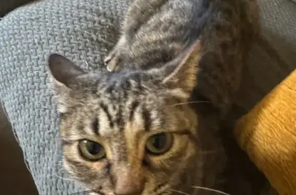 Missing cat Dayton, photo: Lost Petite Cat: Curious & Loud Meows