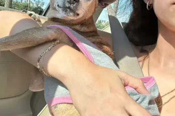 Help Find CiCi: Lost Chihuahua in Riverside