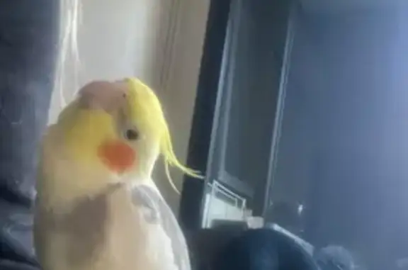 Lost pets Whitehorse, photo: Lost Cockatiel: Yellow & Grey, Tame & Vocal