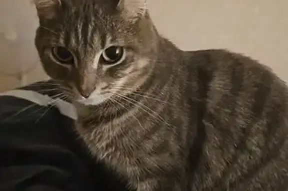 Chatte tigrée perdue à Ramonville - photo