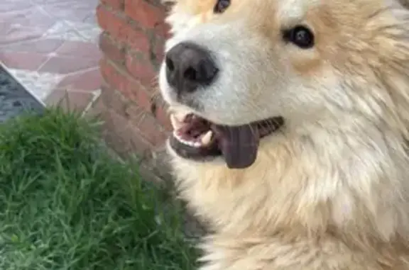 Perro Alaska Perdido en Reforma Agraria