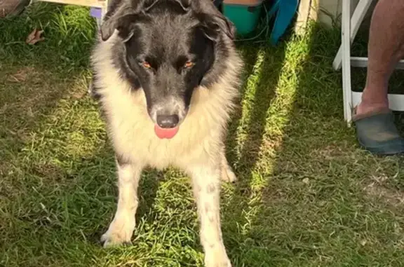 Chien trouvé Plouha, photo: Border collie trouvé Av. Laennec, Plouha