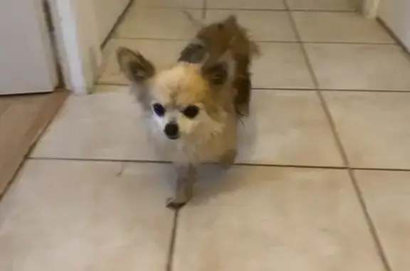 Chien trouvé Sillans, photo: Chihuahua roux trouvé Rue de la République