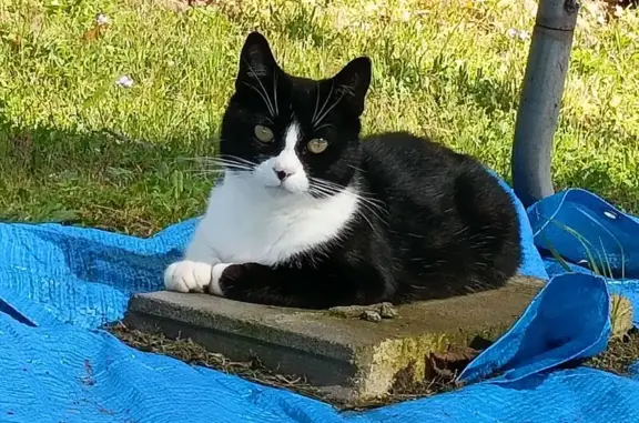 Chatte noire et blanche perdue à Aubigné - photo
