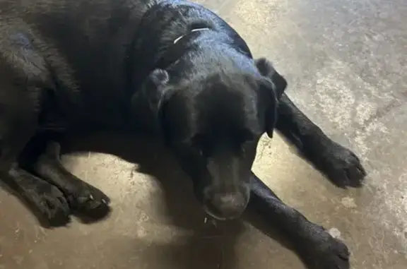 Labrador noir âgé trouvé à Chaponost - photo