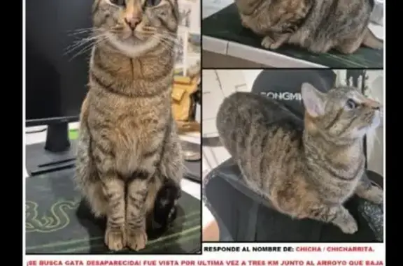 ¡Ayuda! Gatita Atigrada Perdida en La Alberca