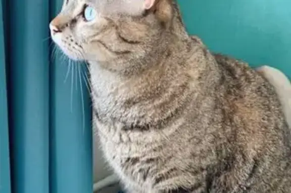 Chatte tigrée perdue à Issoire, aide SVP - photo