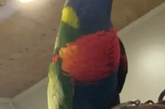 Lost pets Sydney, photo: Lost Bird: Friendly & Talkative in Sydney