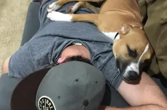 Lost pets , photo: Lost Friendly Tan & White Dog in Shoalhaven