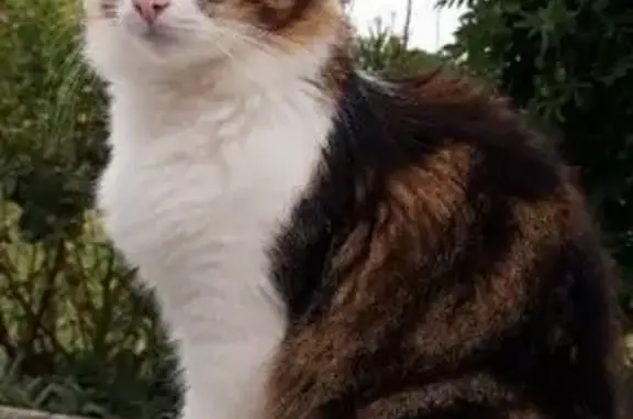 Chatte perdue près école Caujac, tigrée blanche - photo