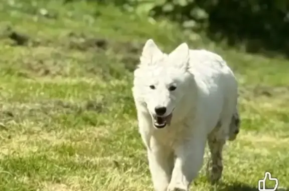 Chien perdu à Pujols, aperçu près du cimetière - photo
