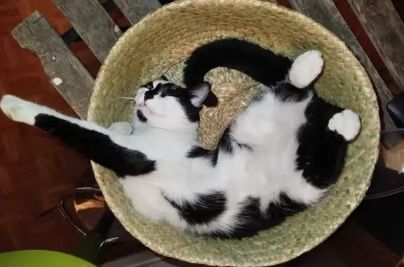 Chat noir et blanc perdu à Marseille - photo