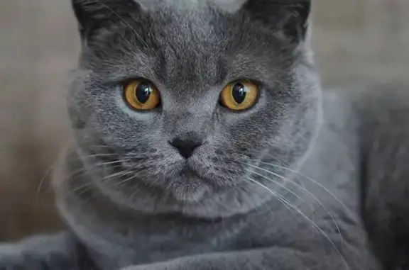 Gato Cartujo Perdido en Madrid: ¡Ayuda!