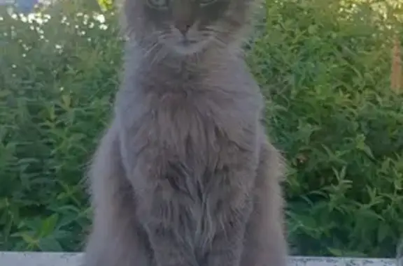 Chatte grise perdue à Saint-Jean-d'Angély - photo